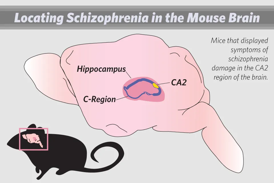 Locating Schizophrenia in the mouse brain